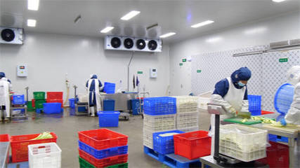 探訪“凈菜工廠” 東營市東營區(qū)如何日均產(chǎn)出25噸“鮮”保障